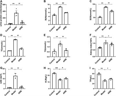 Activation of TRPC6 by AngⅡ Induces Podocyte Injury and Participates in Proteinuria of Nephrotic Syndrome